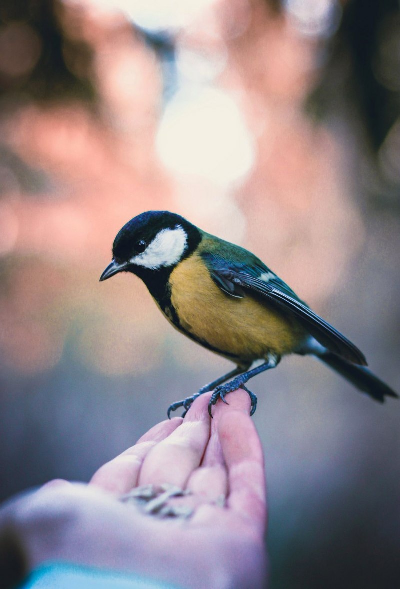 Лазоревка (cyanistes caeruleus)