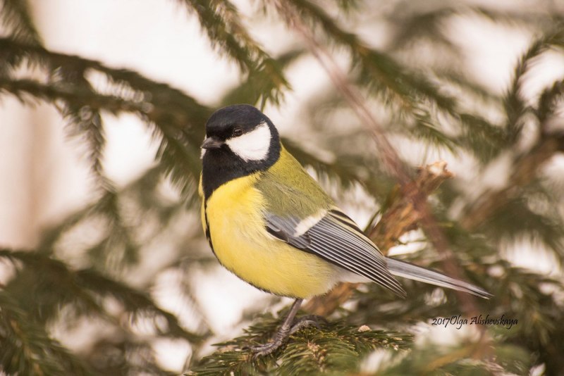 Titmouse синица