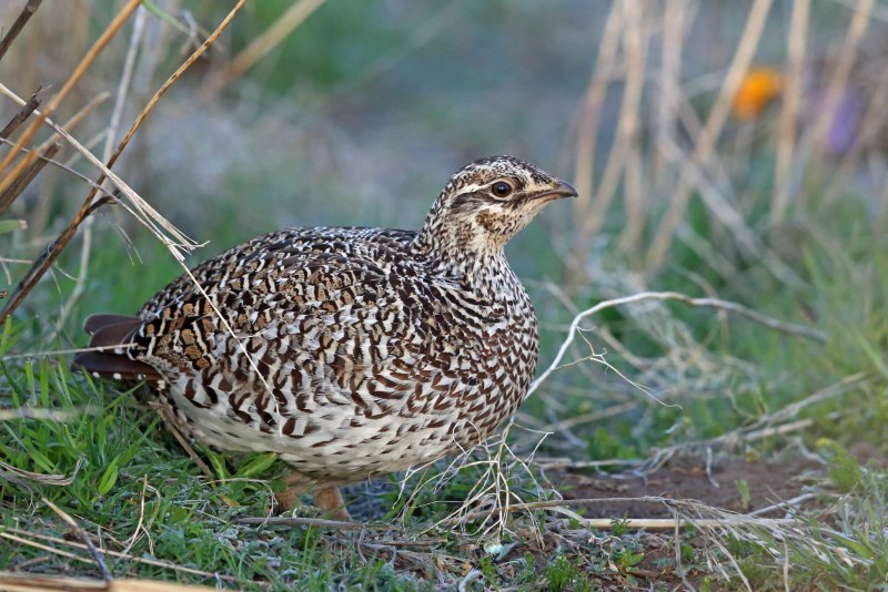 Greater Prairie Chicken