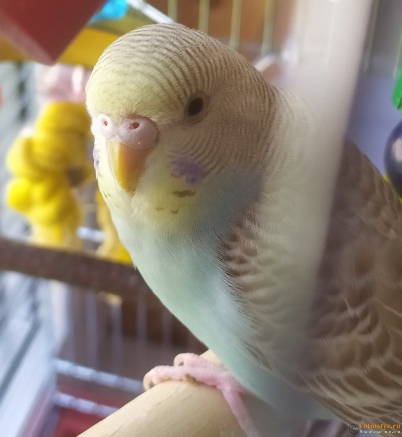 Волнистый попугай Budgie