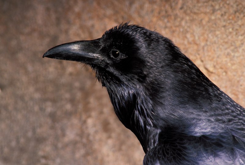 Raven (ворона)