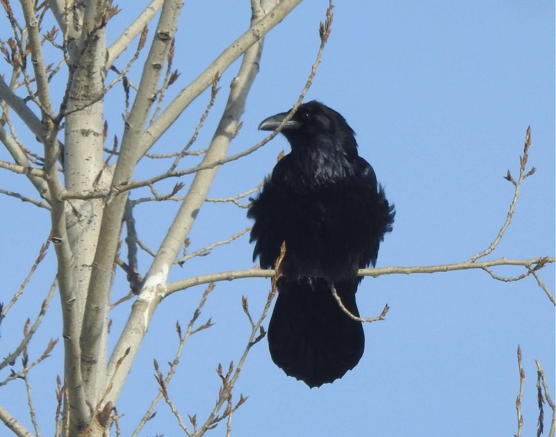Corvus Corax ворон
