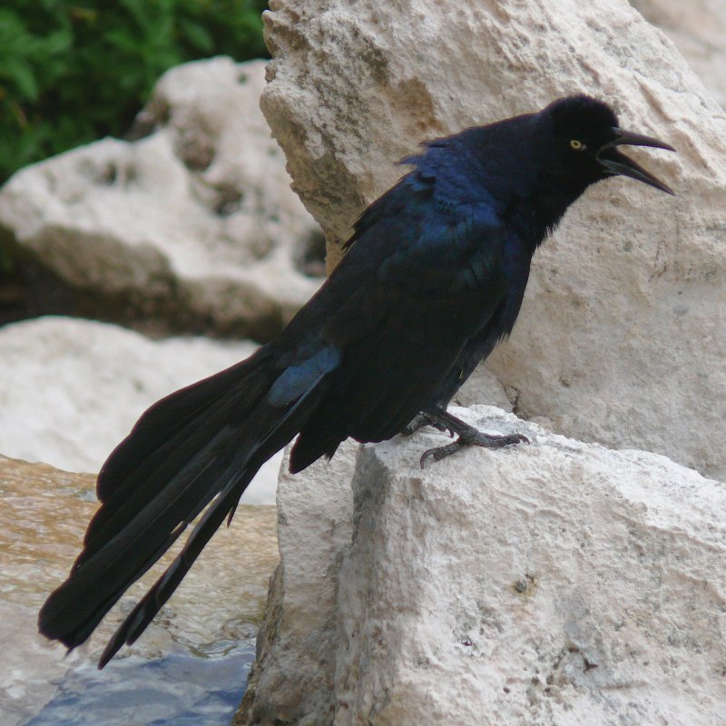 Quiscalus mexicanus