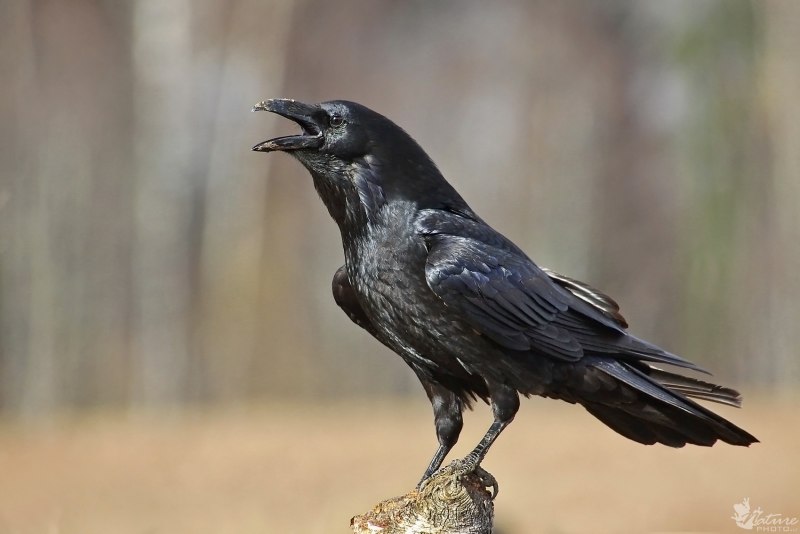 Corvus Corax Крылья