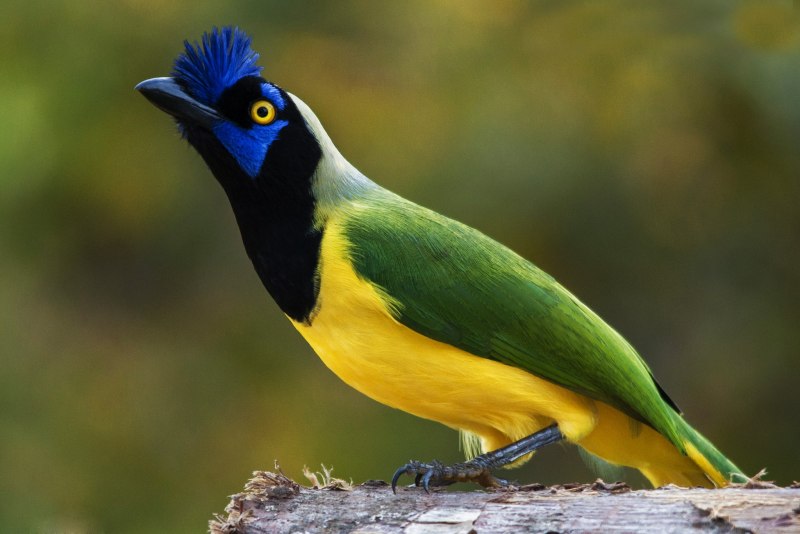 Common Grackle