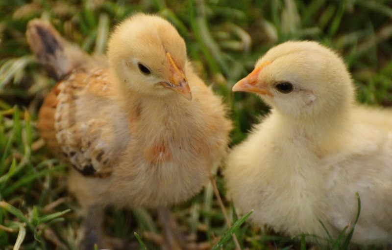 Galliformes птенцы
