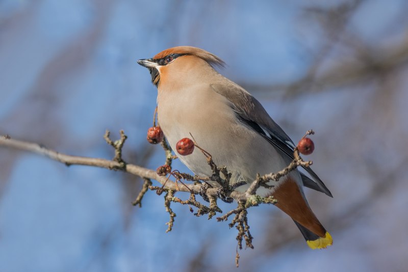 Браминский скворец (Sturnus pagodarum)