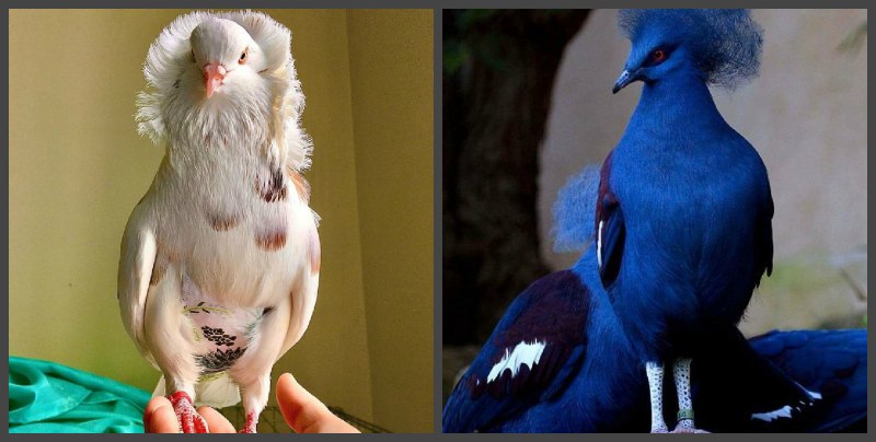 Birds White Pigeon