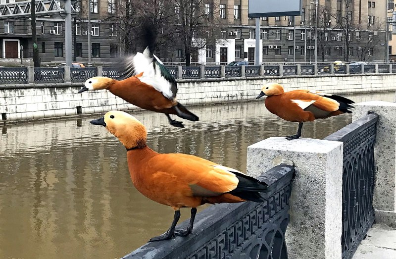 Кряква обыкновенная селезень