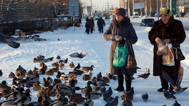 Утка Огарь в Москве