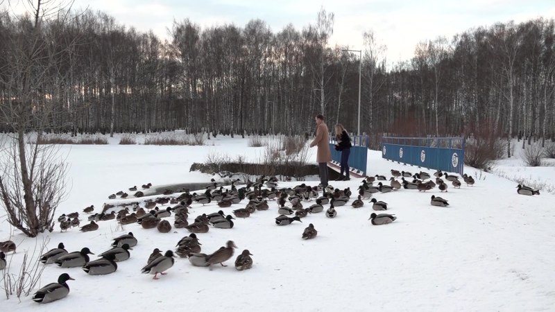Утки в Ярославле