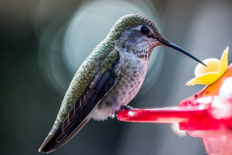 Ксури "Hummingbird"