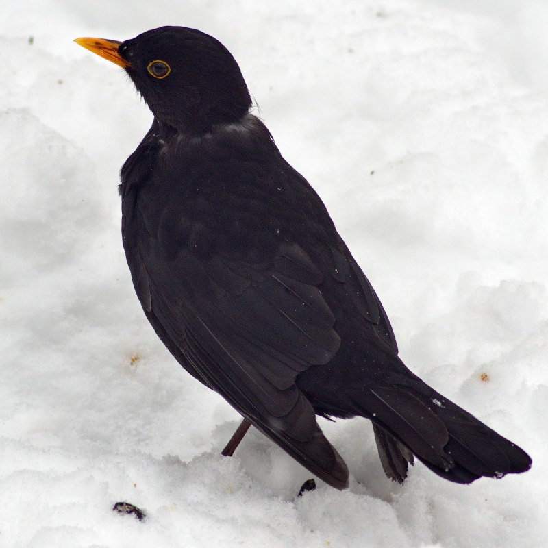 Turdus Merula самка