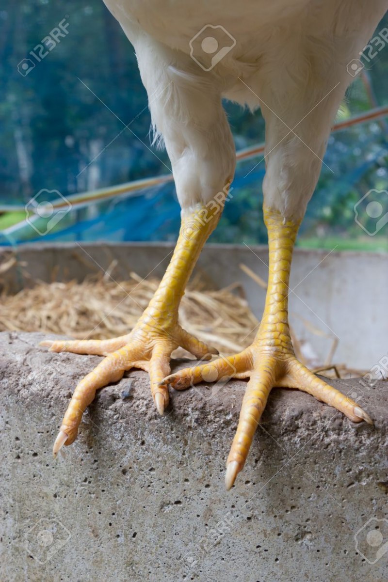 куриная ножка на ноге фото