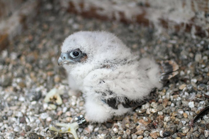 Falco peregrinus птенец