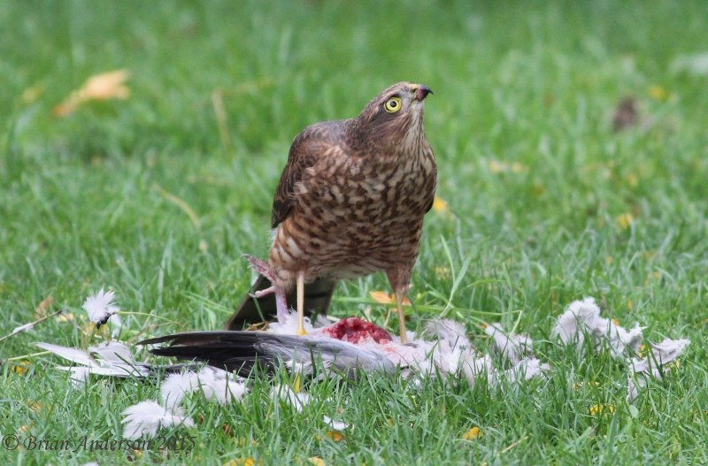 Accipiter nisus перепелятник