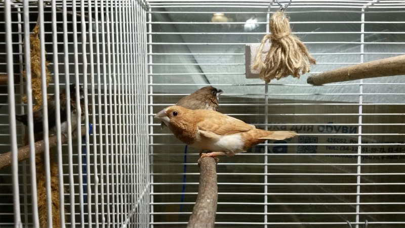 Амадины тигровые
