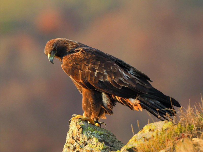 Сапсан Falco peregrinus
