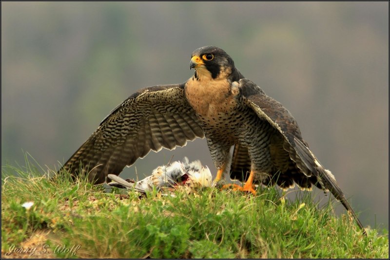 Беркут Aquila chrysaetos