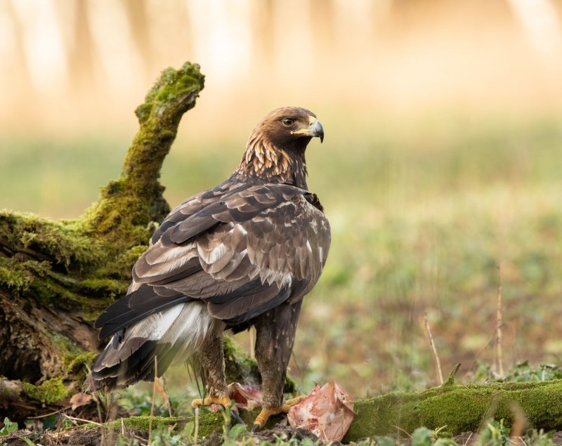 Обыкновенный канюк Buteo Buteo