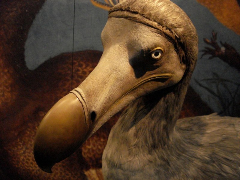 Dodo Bird