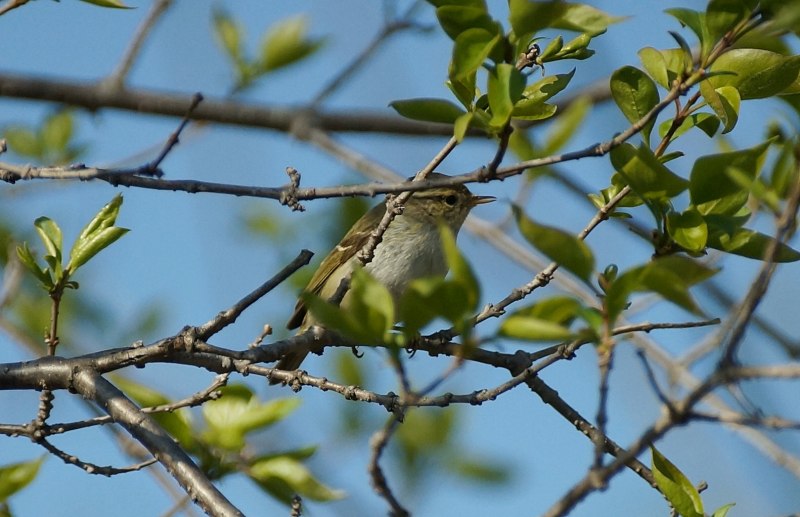 Пеночка-Зарничка (Phylloscopus inornatus)