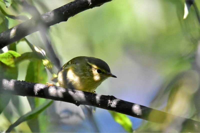Пеночка-Зарничка (Phylloscopus inornatus)