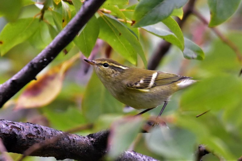 Пеночка-Зарничка (Phylloscopus inornatus)