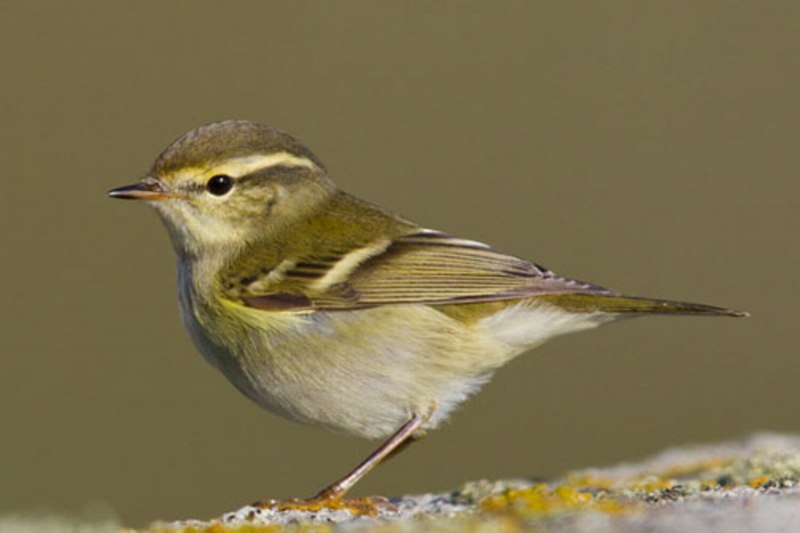 Пеночка-Зарничка (Phylloscopus inornatus)