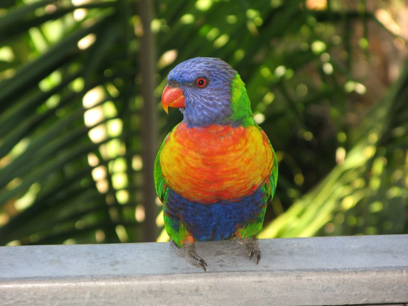 Радужные попугайчики (42 фото)