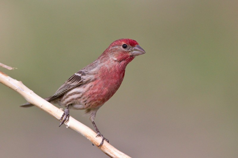Carpodacus rubicilla