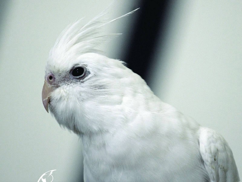 Корелла альбинос