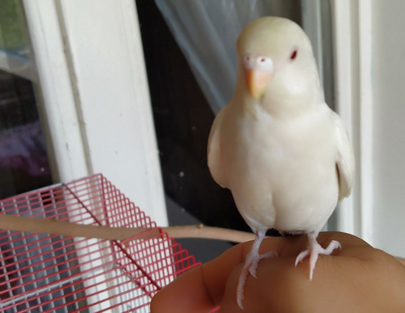 Lutino Cockatiel