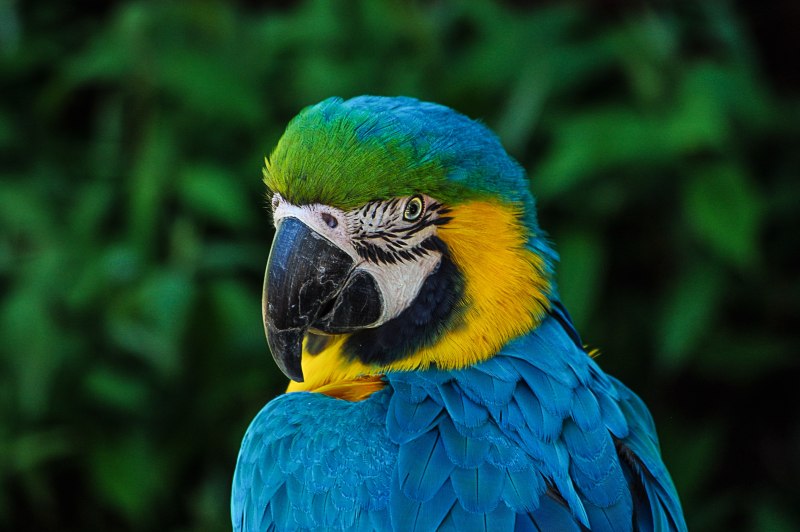 Сине зеленый ара (54 фото)