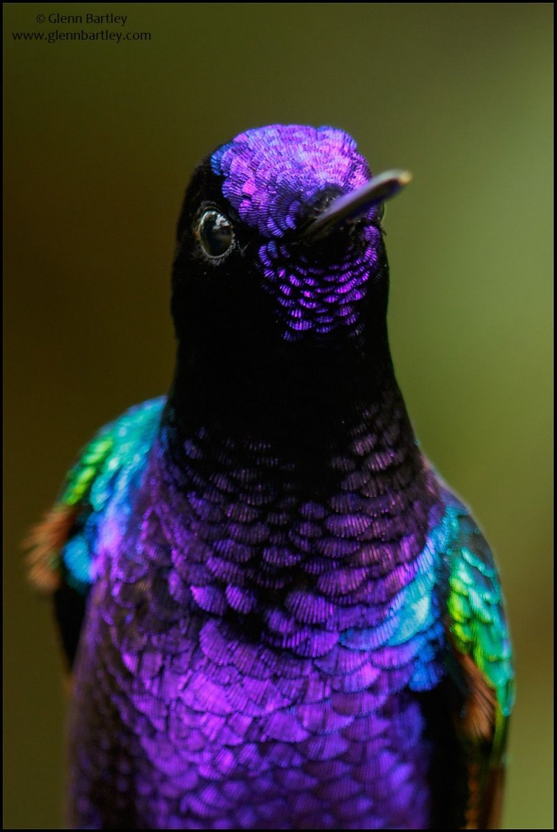 Violet Sabrewing Hummingbird