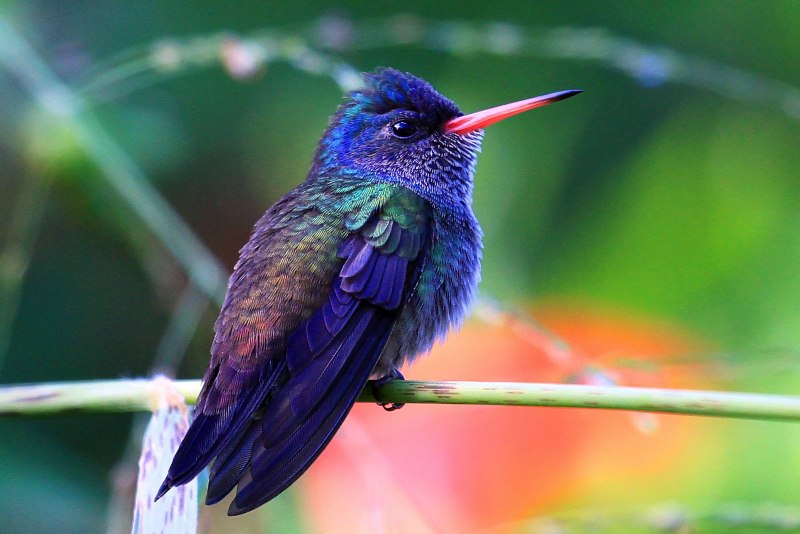 Violet Sabrewing Hummingbird