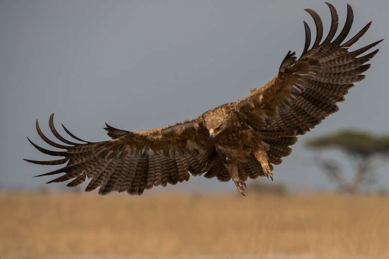Могильник (Aquila heliaca)