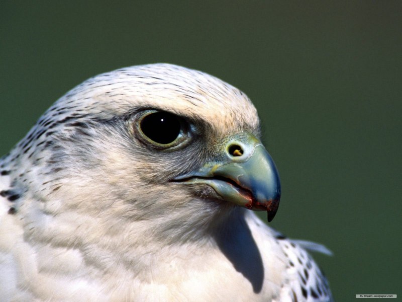 Тетеревятник (Accipiter gentilis)