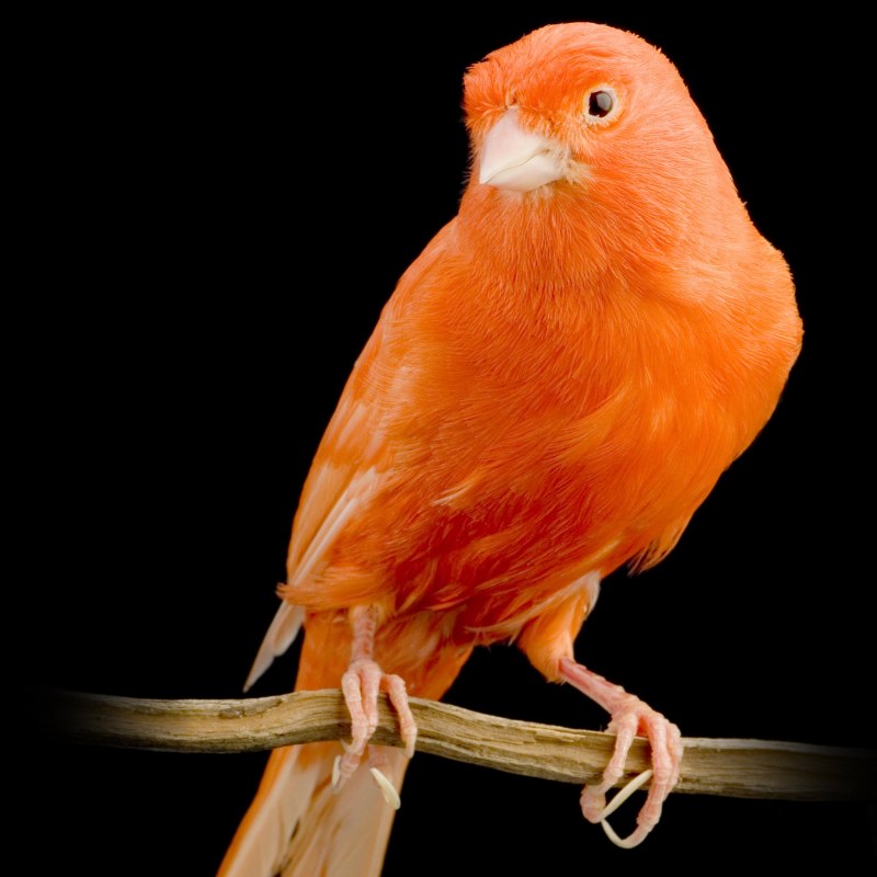 Canary score