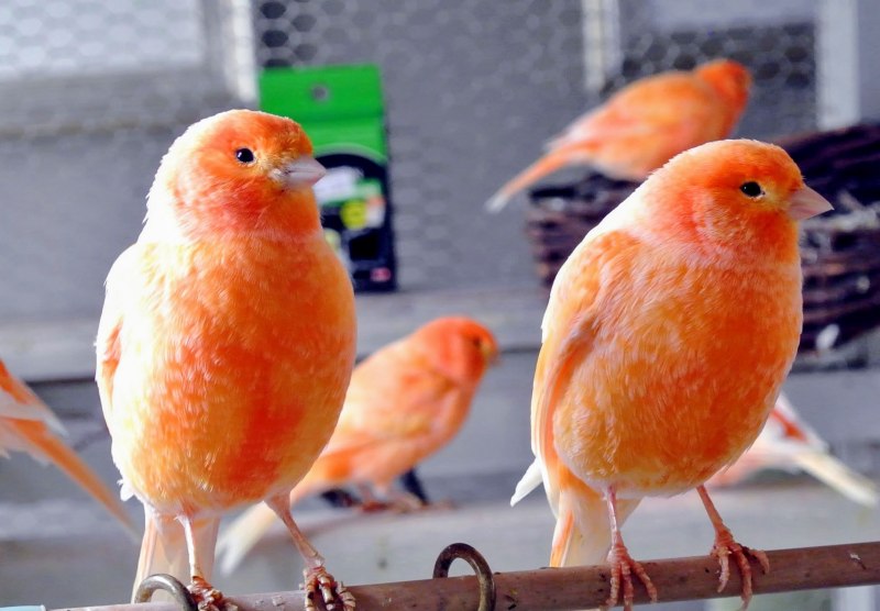 Коралловый кенар