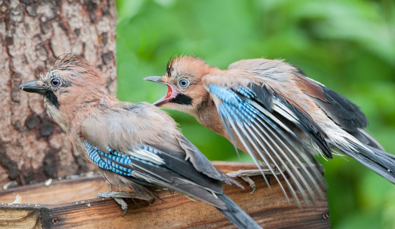 Garrulus glandarius птенец