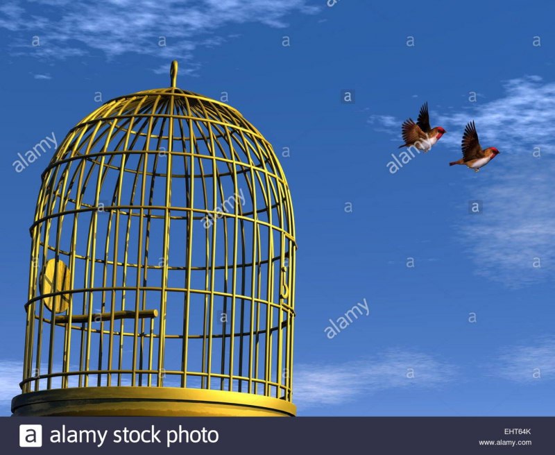 Птица в клетке