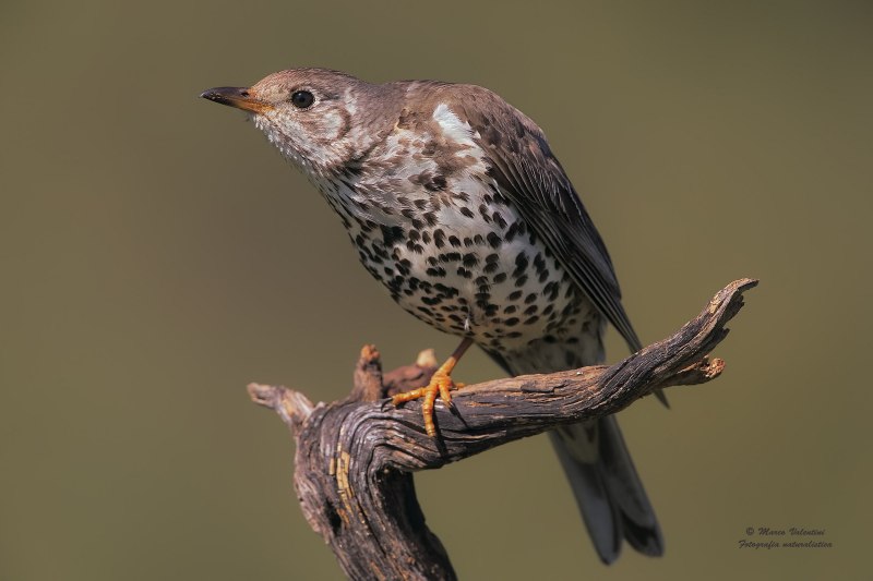 Дрозд-деряба (turdus viscivorus)