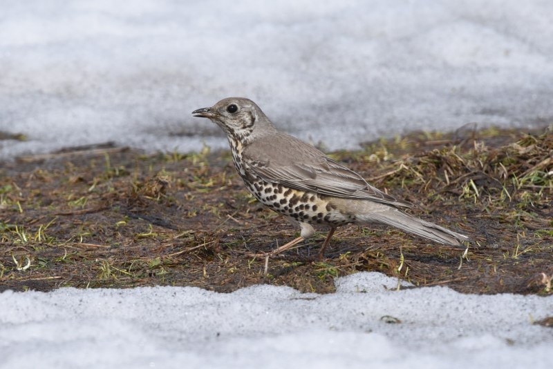 Дрозд-деряба (turdus viscivorus)