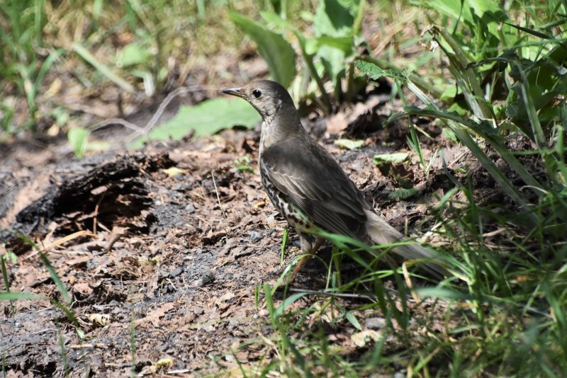 Дрозд-деряба (turdus viscivorus)