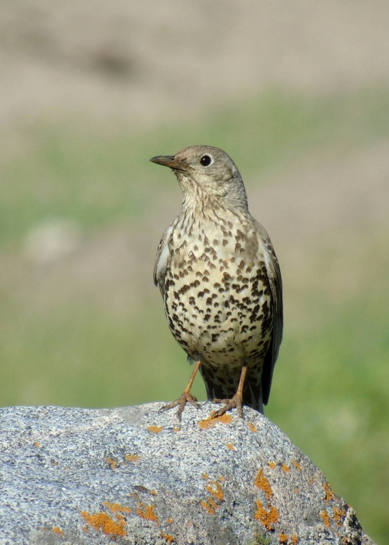Дрозд-деряба (turdus viscivorus)