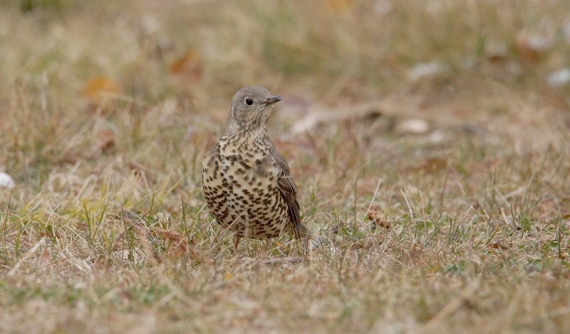 Turdus viscivorus