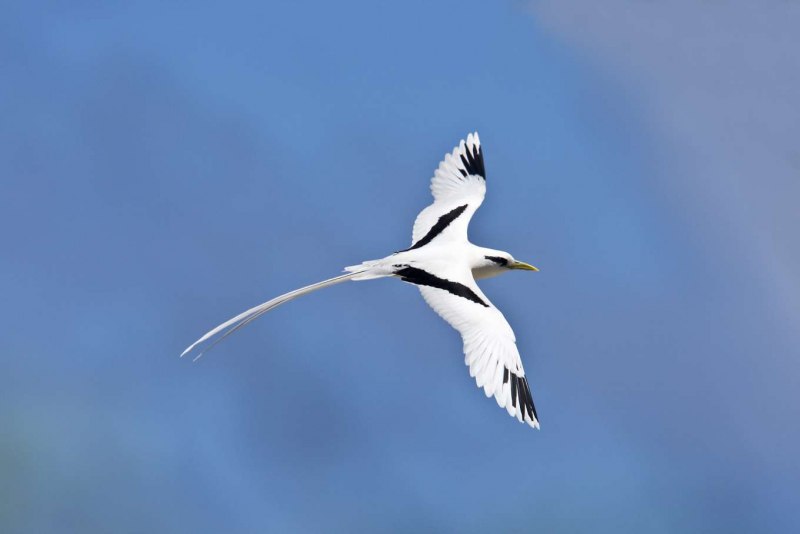 Phaethon lepturus