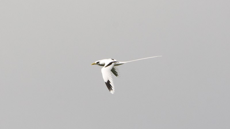 White tailed Tropicbird