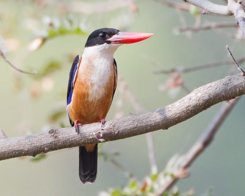 Белоголовая Альциона (Todiramphus saurophagus)